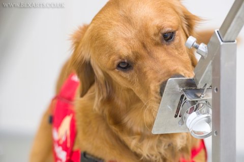 Bio-detection dogs have already been trained to detect the odour associated with malaria infection with an effectiveness greater than 90%.