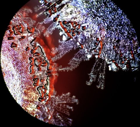 Sodalis glossinidius a bacterium isolated from one of our pregnant flies at LSTM (Glossina morsitans morsitans). These bacteria are microaerophilic and slow growing to the point where they are resistant to ampicillin. Photo Credit; Dr Lee Haines (LSTM)